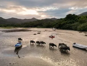 Preserving South Lantau's Natural Beauty: Your Voice Matters!