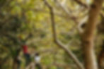 Ark Eden, children, nature, outdoor play, imagination, screen-free activities, child development, forest school, eco-tourism, sustainable living, family-friendly.
